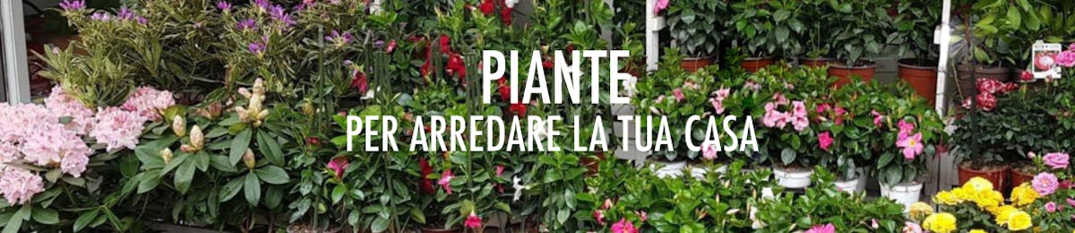Piante