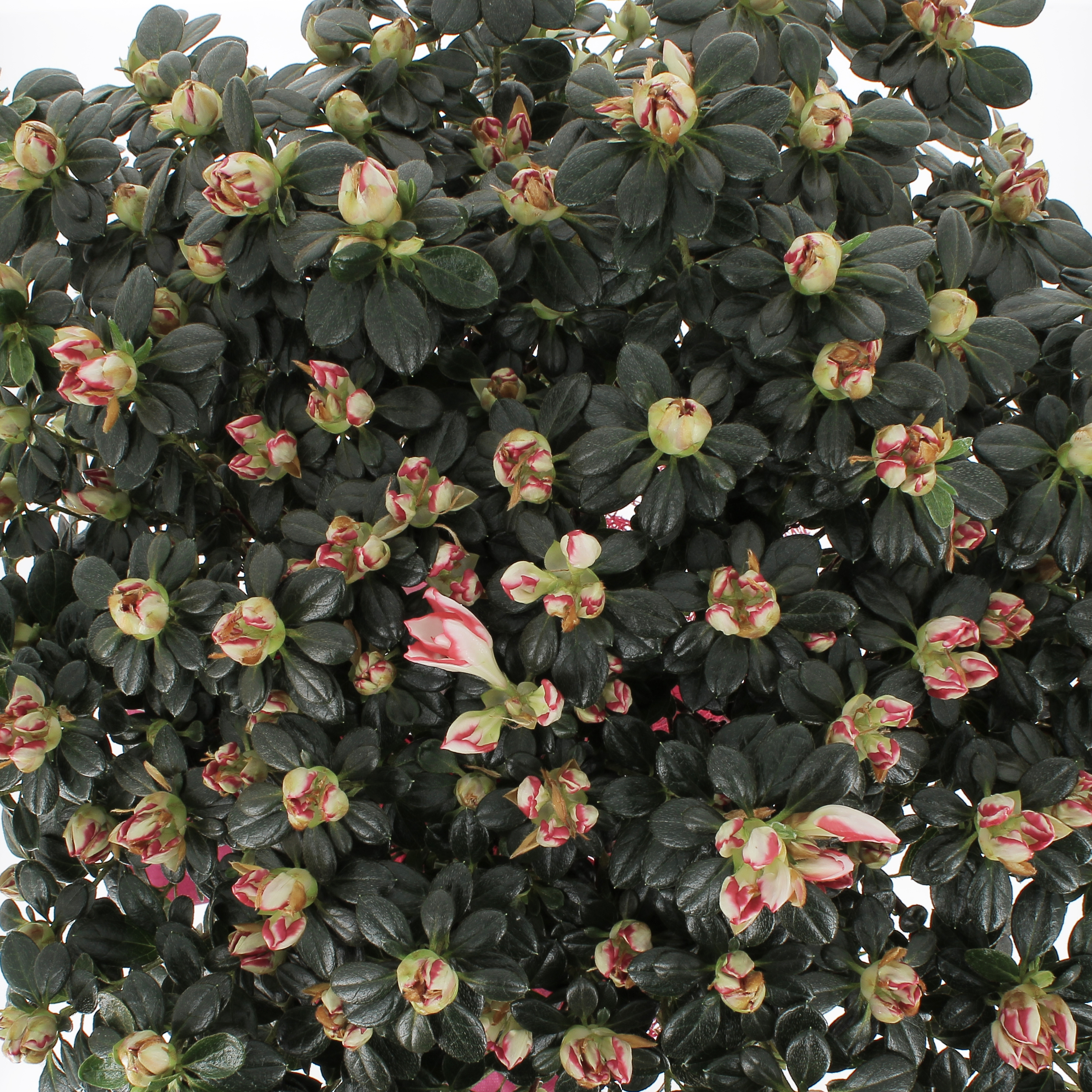 Azalea ad Alberello Rossa