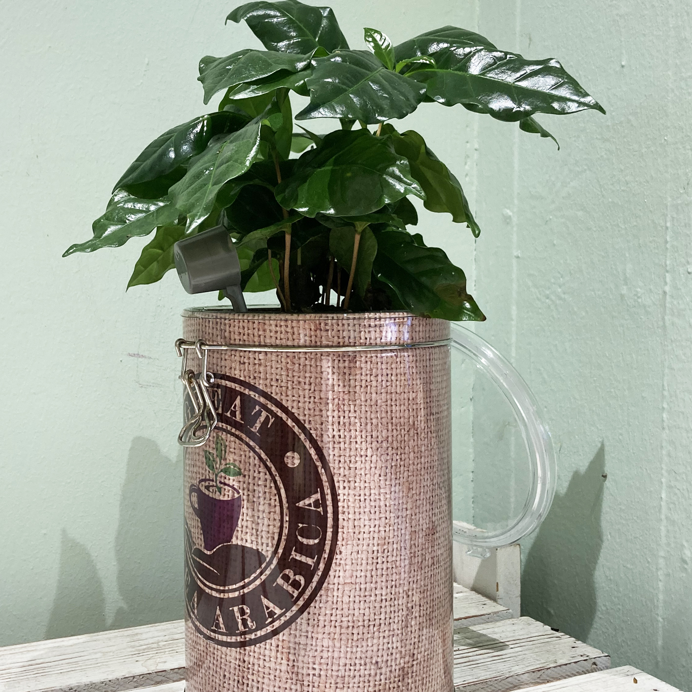 Pianta del caffè in barattolo