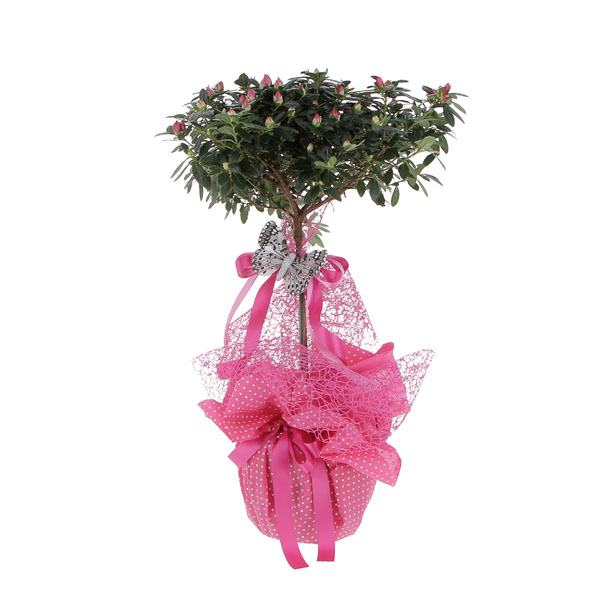 Azalea ad Alberello Fucsia