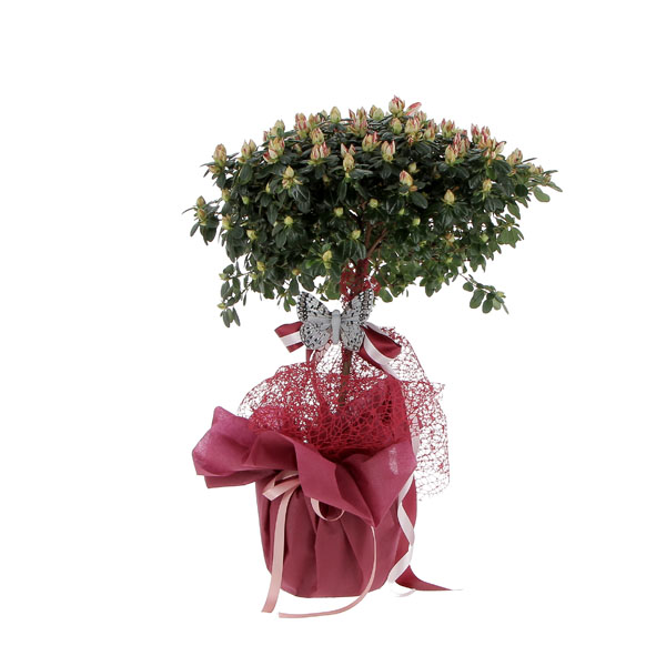 Azalea ad Alberello Rossa