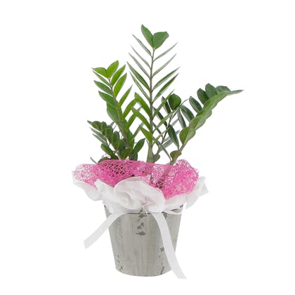 Zamioculcas confezionato