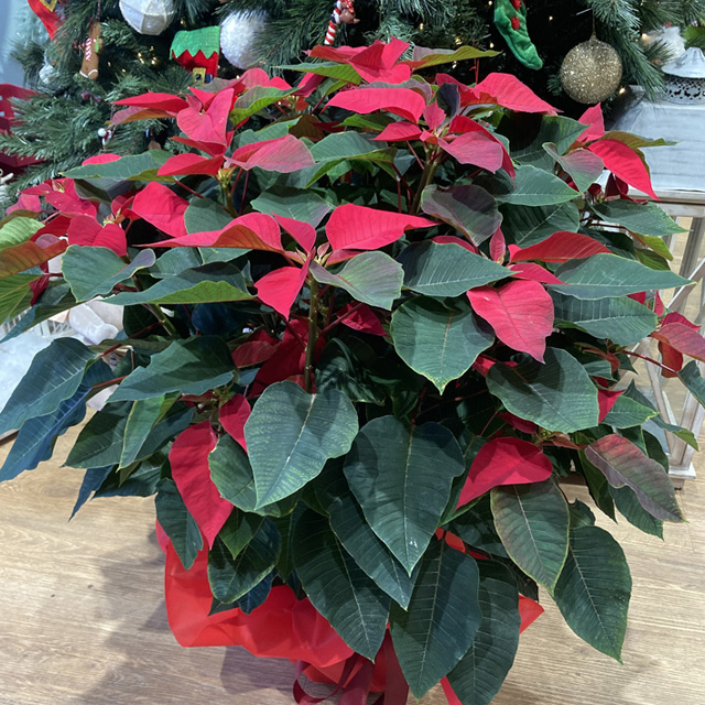 Stella di Natale ciotola 32