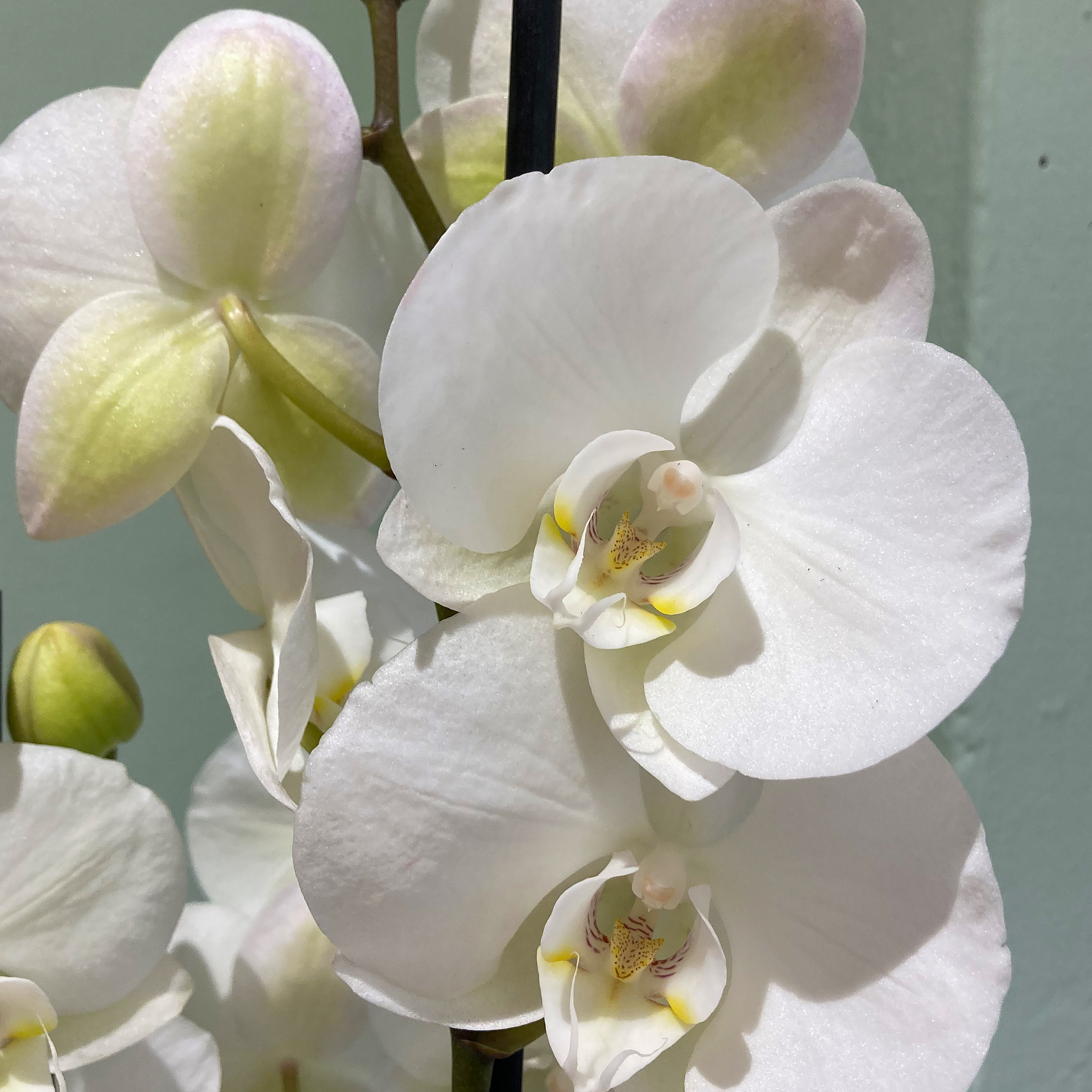 Orchidea composizione 2 piante a fiore bianco