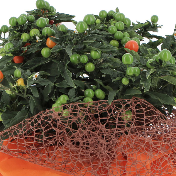 Solanum Pseudocapsicum