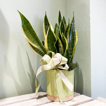 Sansevieria