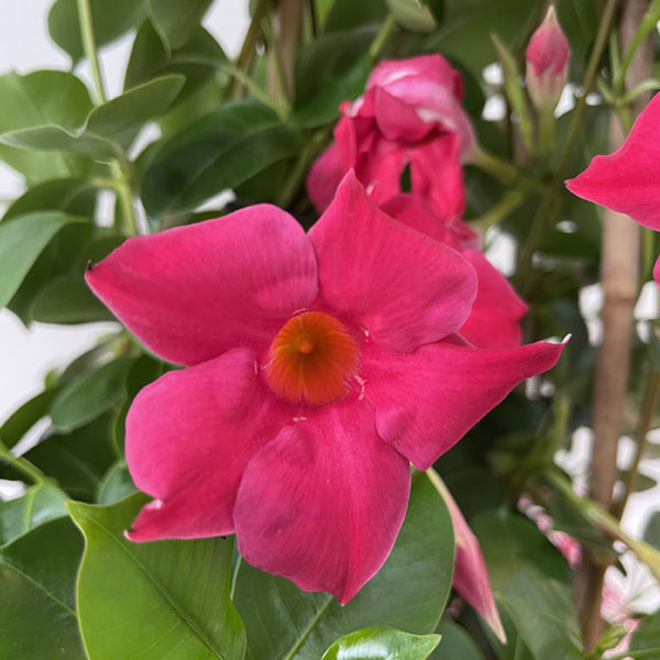 Dipladenia Fuxia