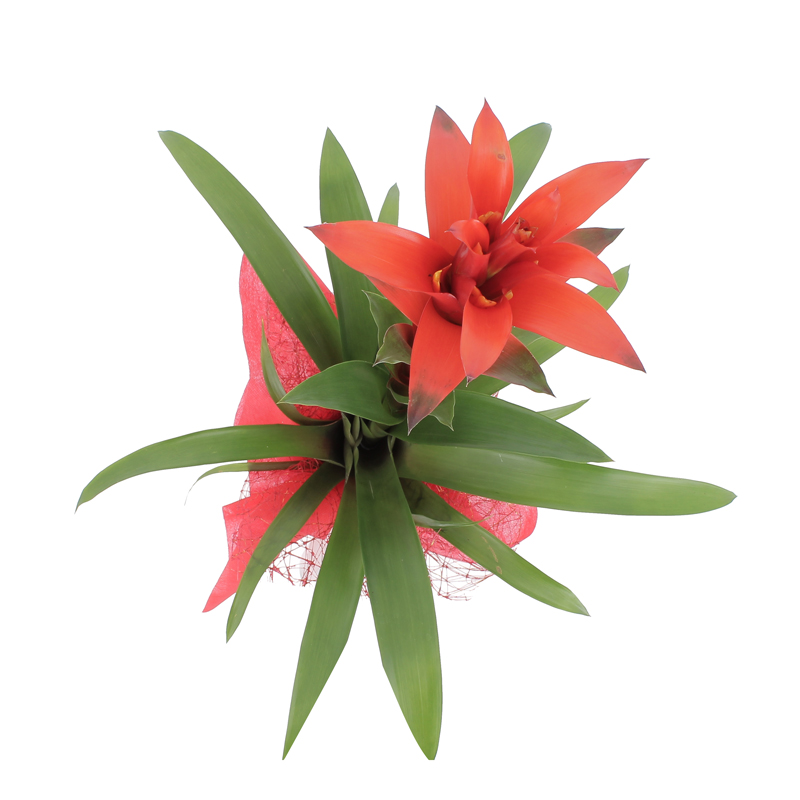 Guzmania