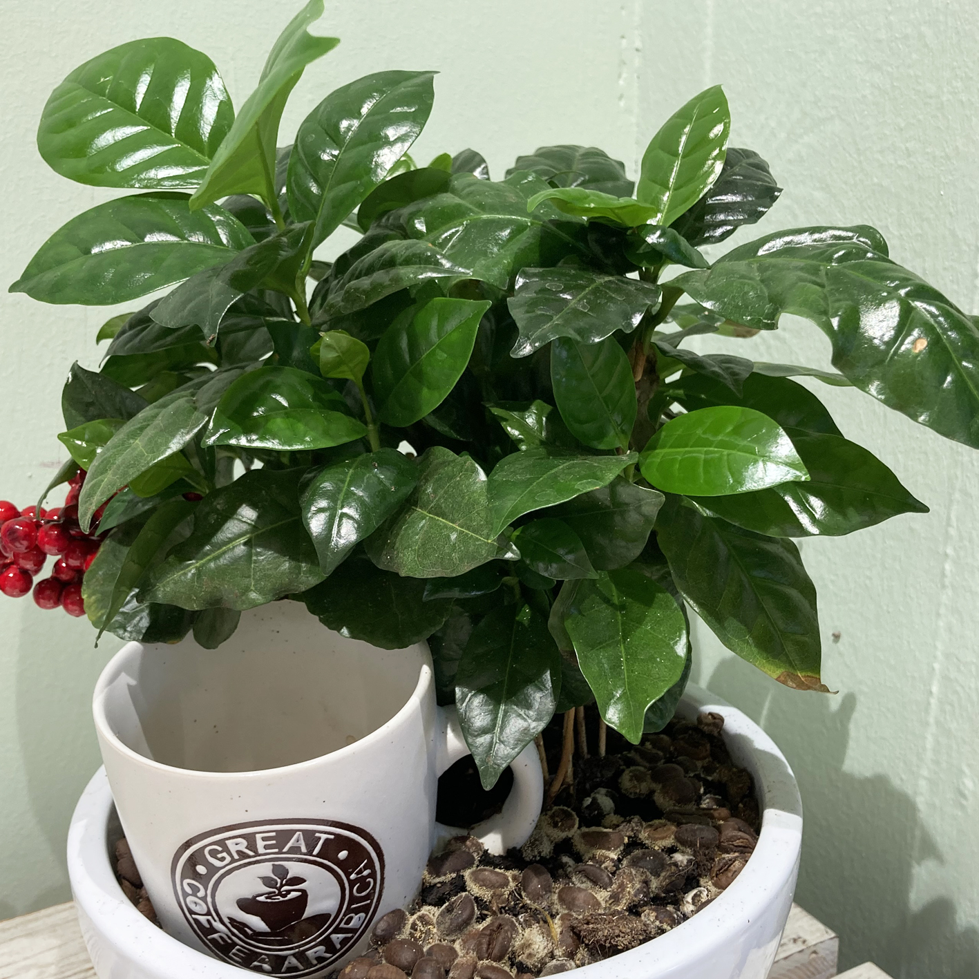 Pianta del caffè in ceramica