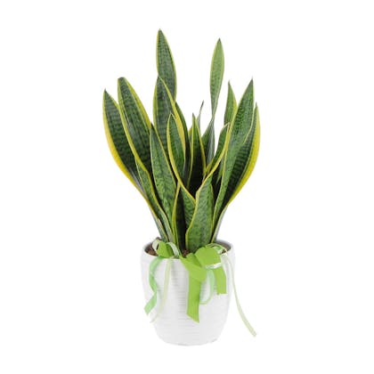 Sansevieria