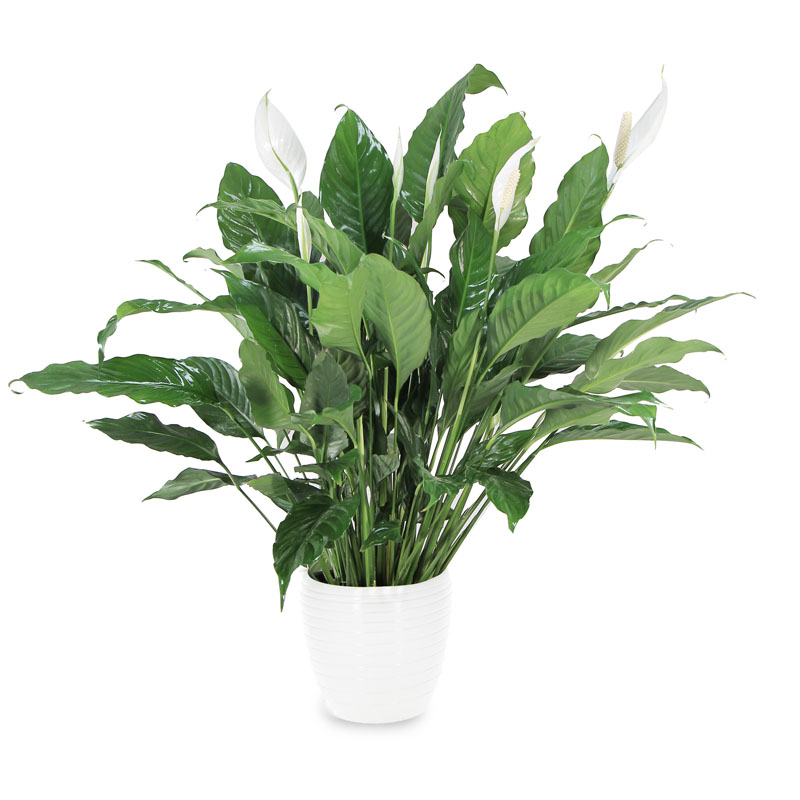 Spatiphyllum con vaso in ceramica bianca