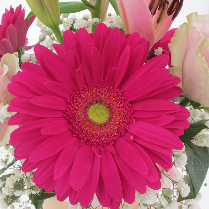 Cappelliera Romantica Strawberry