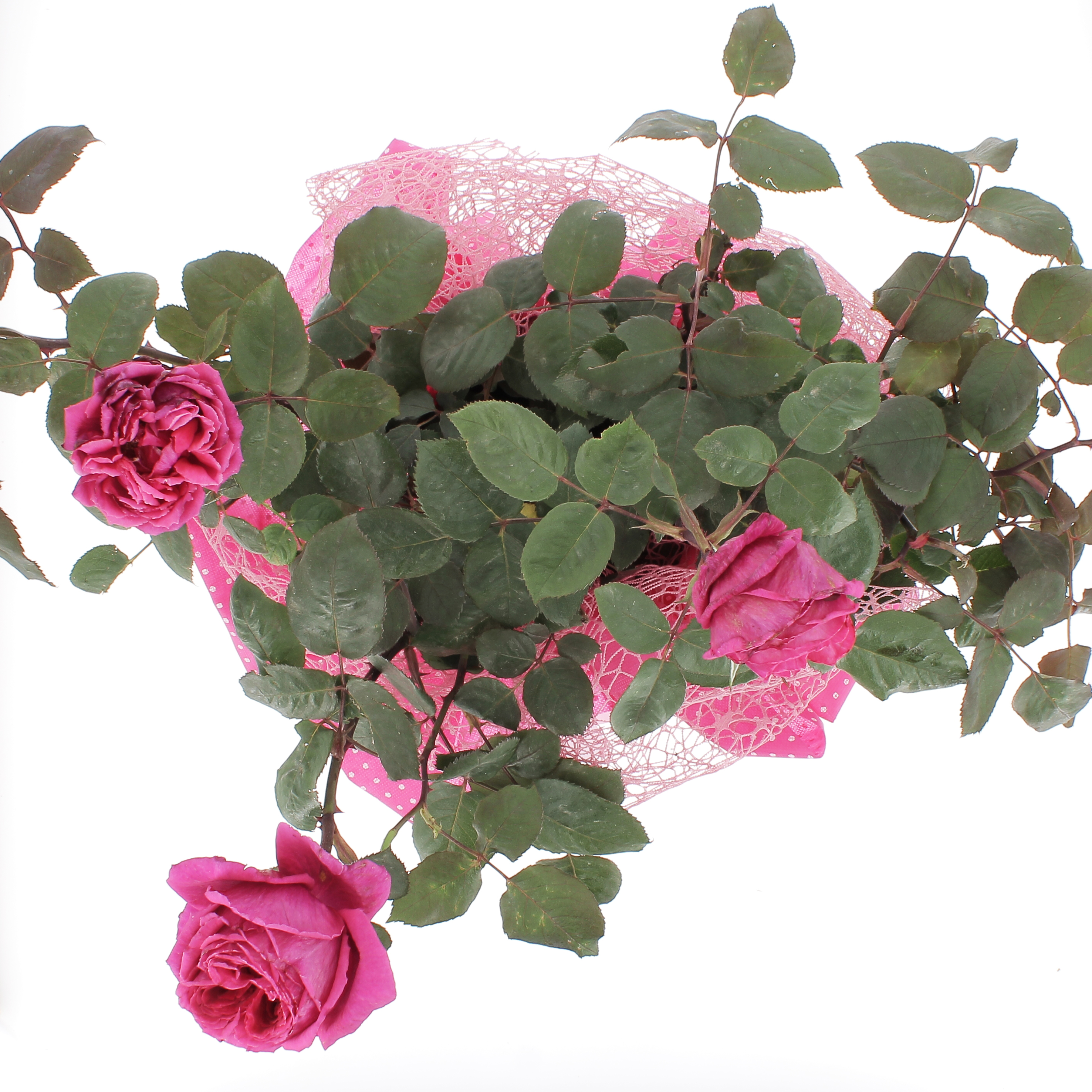 Rosa profumata Fuxia