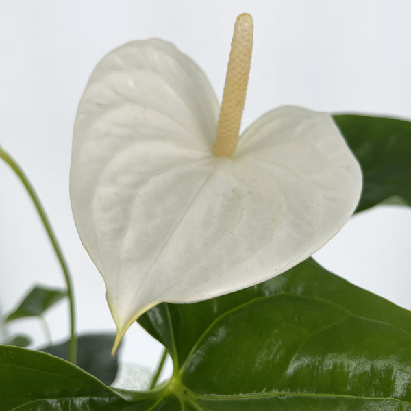 Anthurium bianco confezionato
