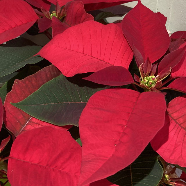 Stella di Natale vaso17