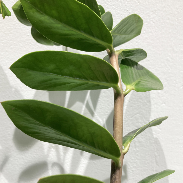 Zamioculcas