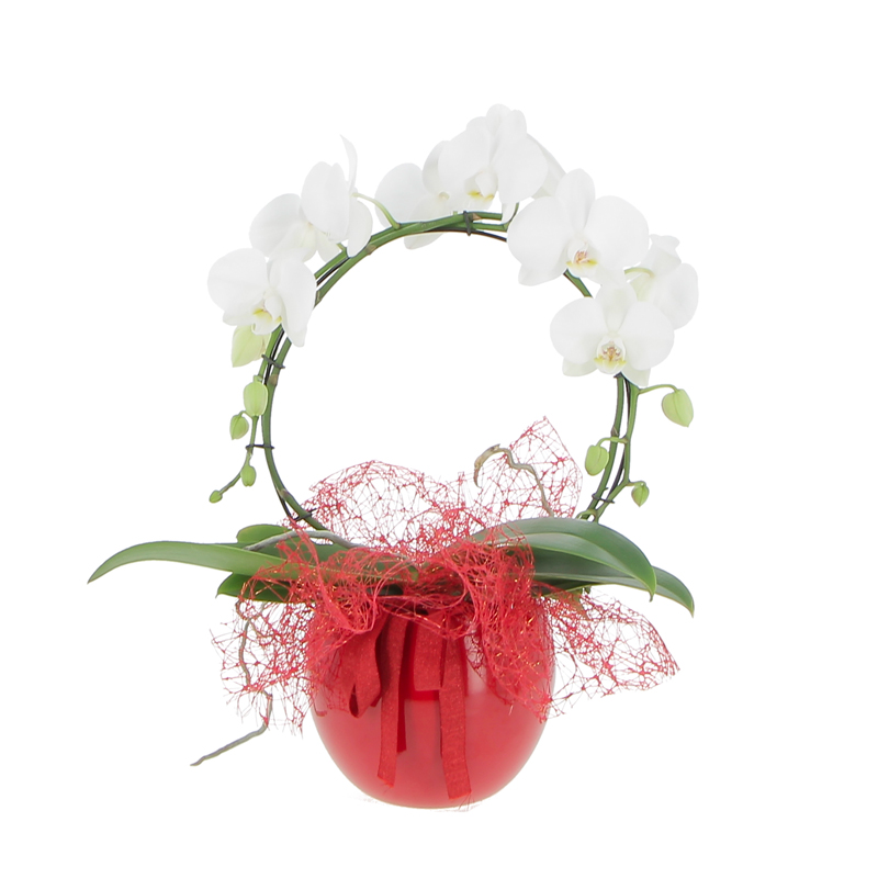 Phalaenopsis arco 2 rami