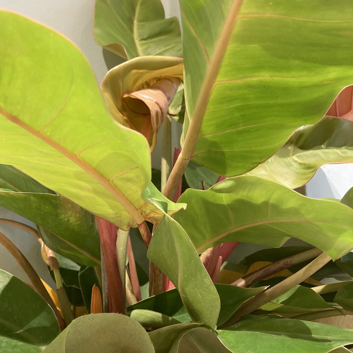 Philodendron Prince of Orange