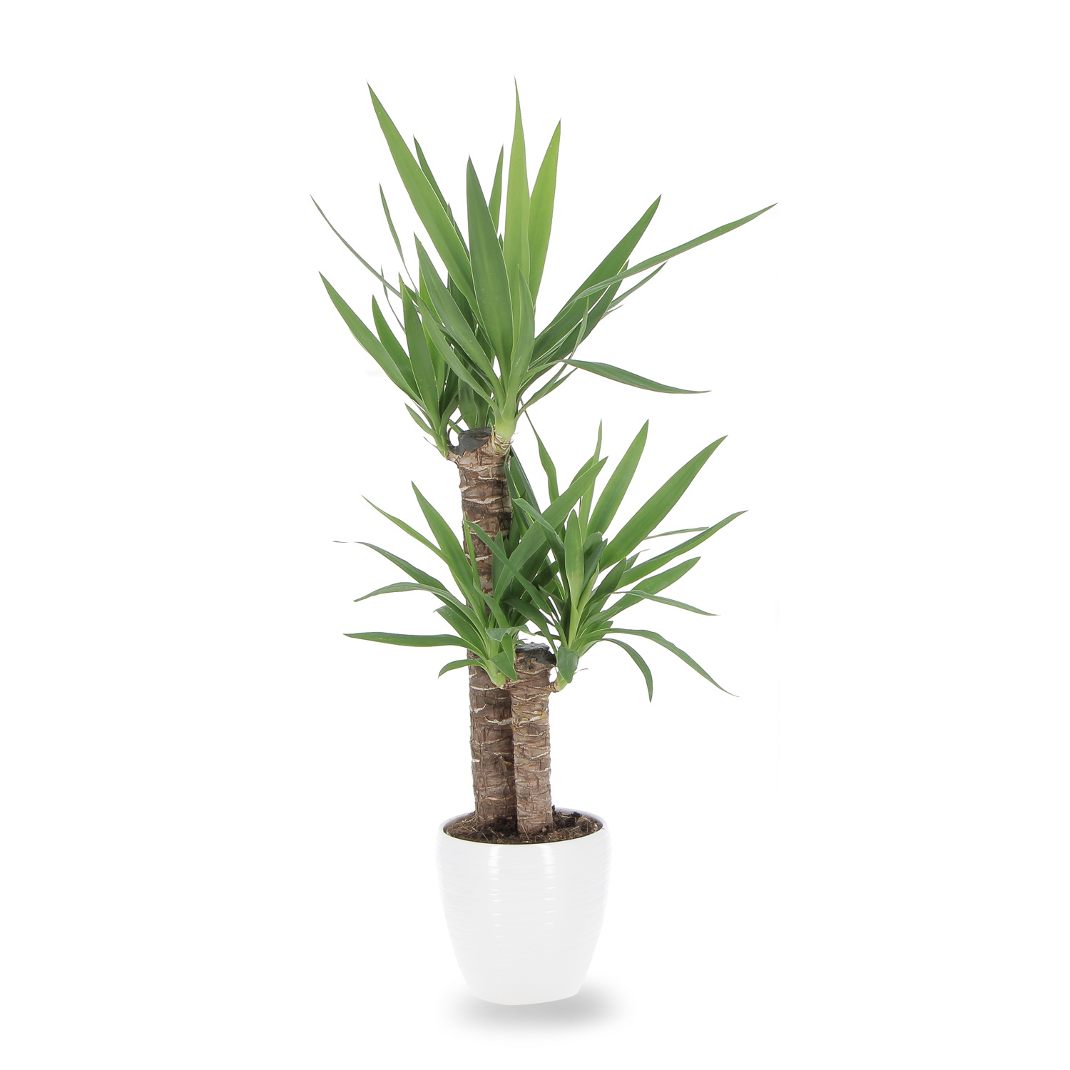 Yucca