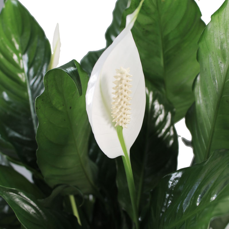 Spatiphyllum con vaso in ceramica bianca