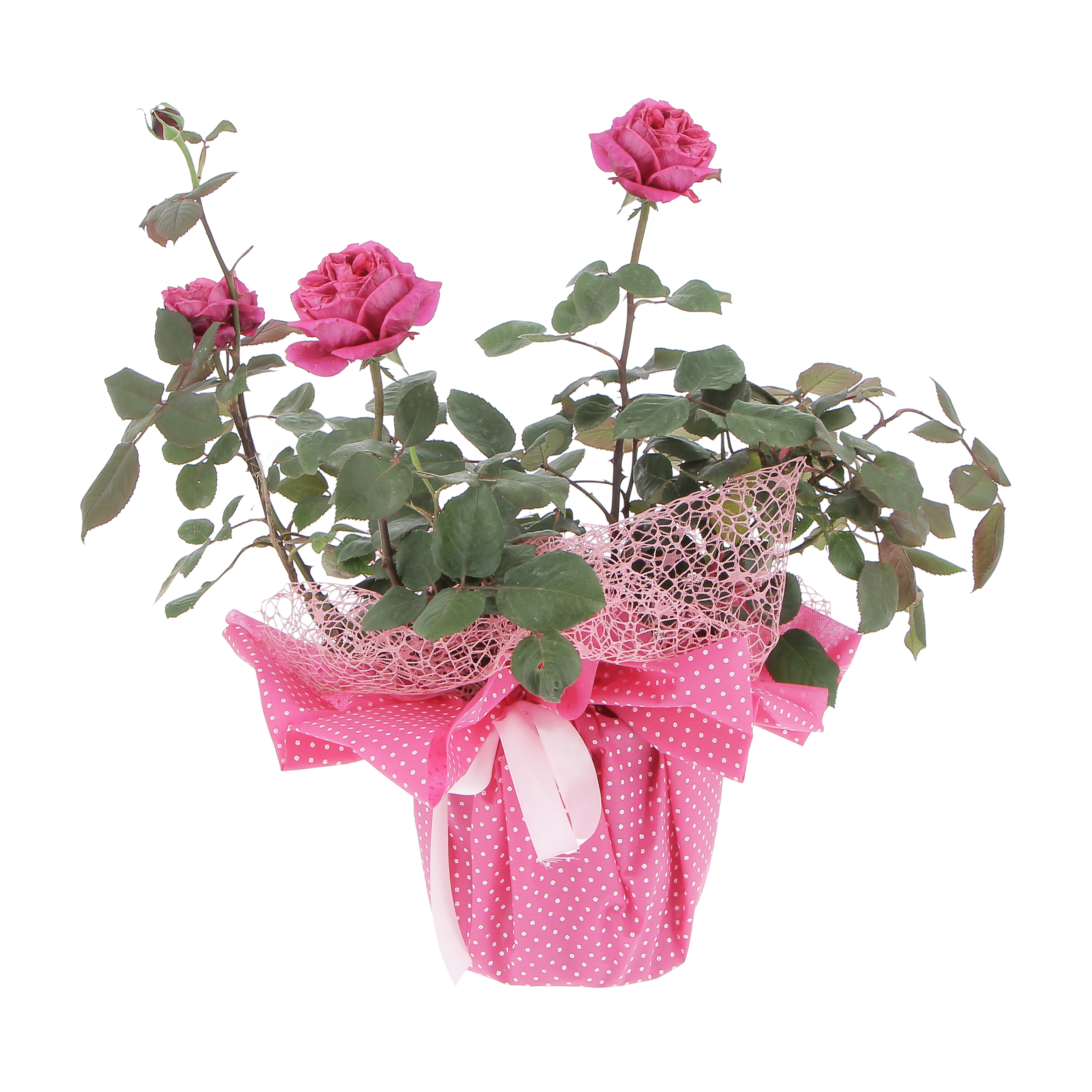 Rosa profumata Fuxia