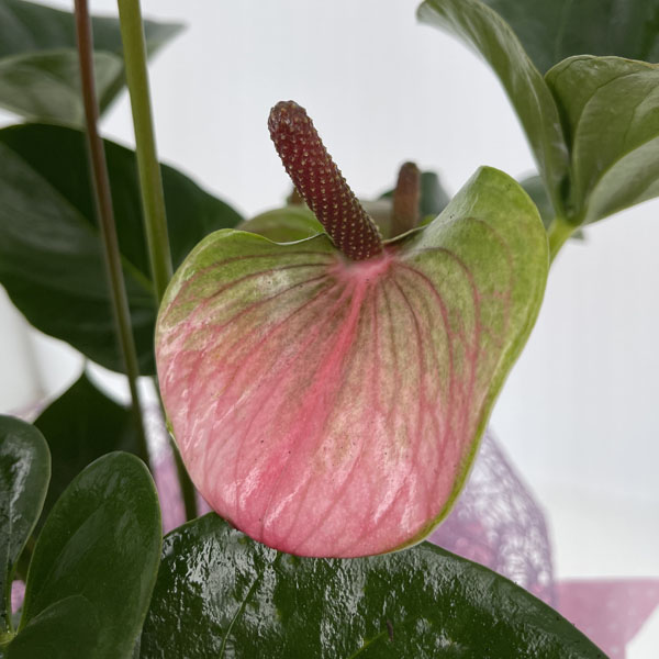 Anthurium rosa confezionato
