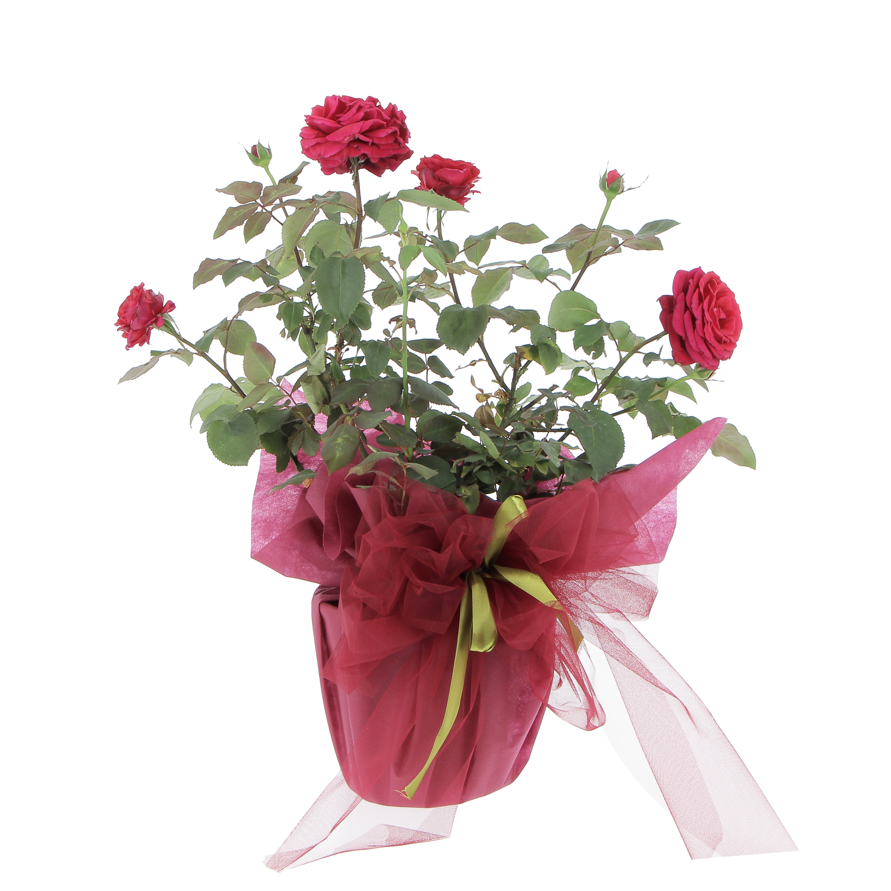 Rosa profumata Rossa