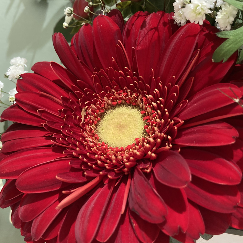 Cassettina Fiori Misti