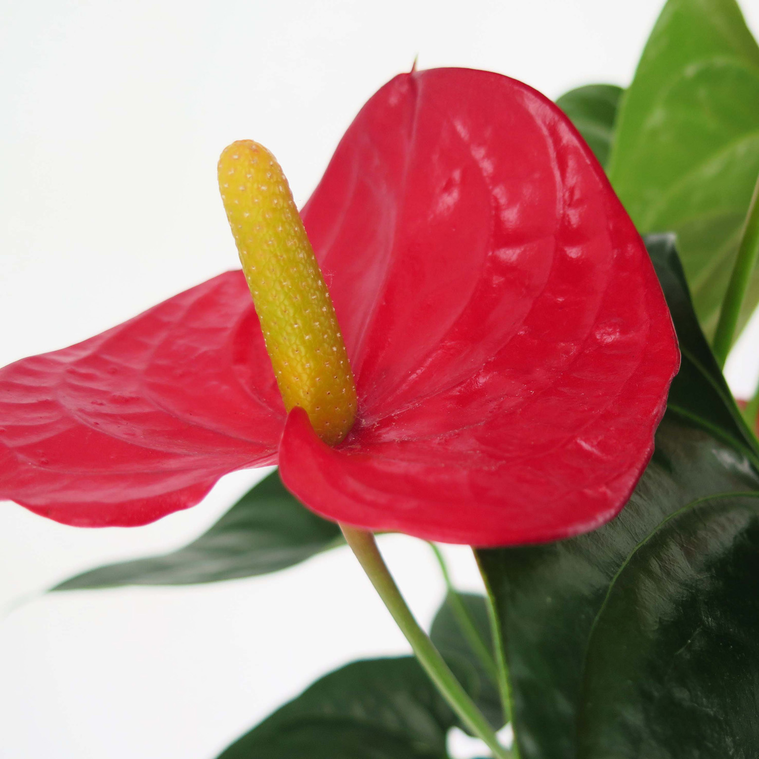 Anthurium con vaso