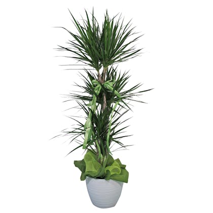 Dracaena confezionata
