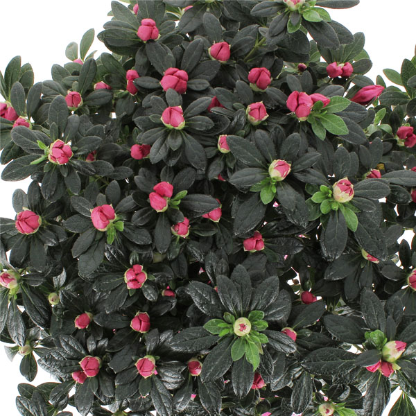 Azalea ad Alberello Fucsia