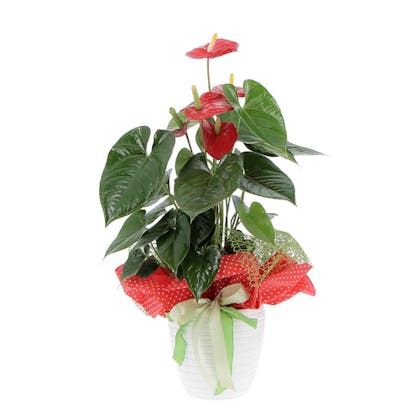 Anthurium rosso confezionato