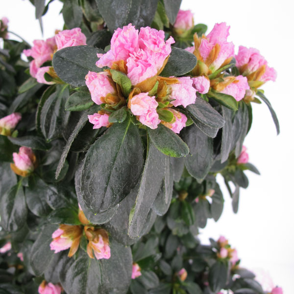 Azalea piramide Rosa