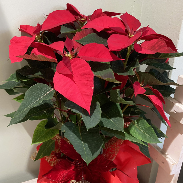 Stella di Natale vaso17