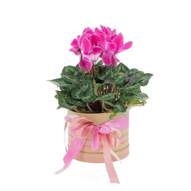 Ciclamino in cappelliera