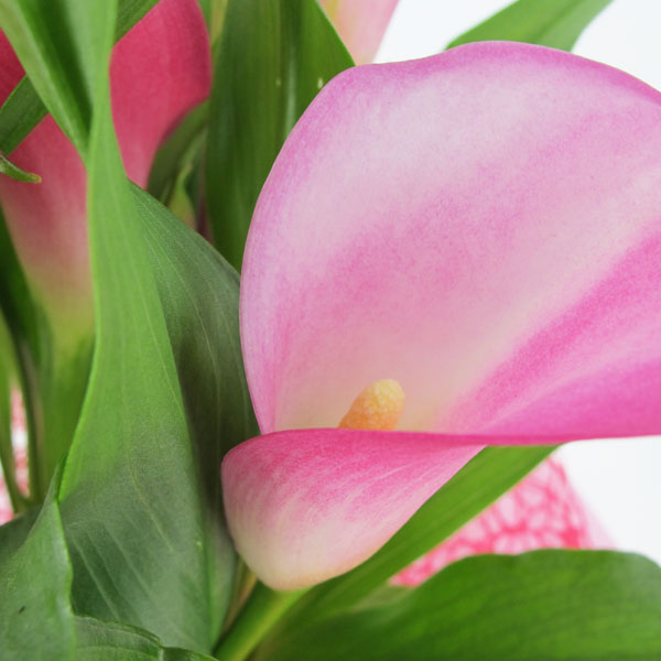 Calla in cappelliera