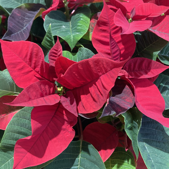 Cesto Stelle di Natale