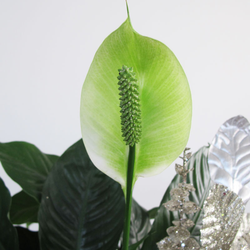 Spatiphyllum con vaso- GLITTER