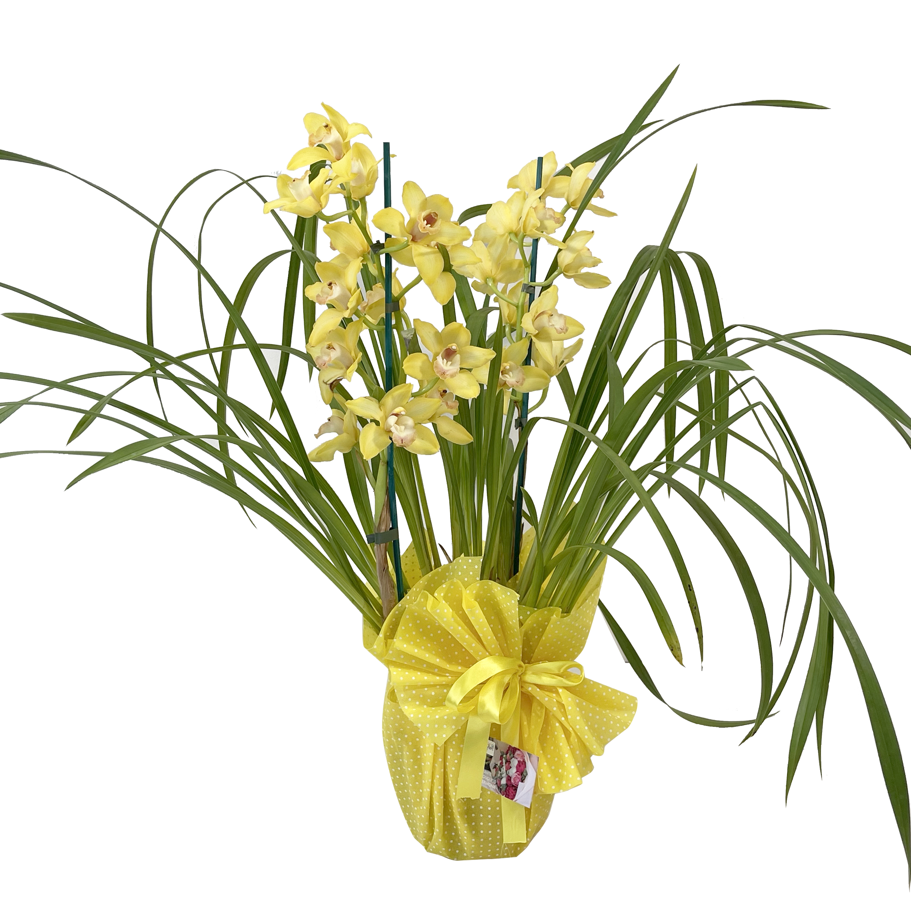 Cymbidium 2/3 rami giallo