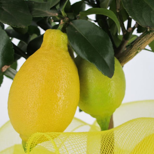 Limone alberello