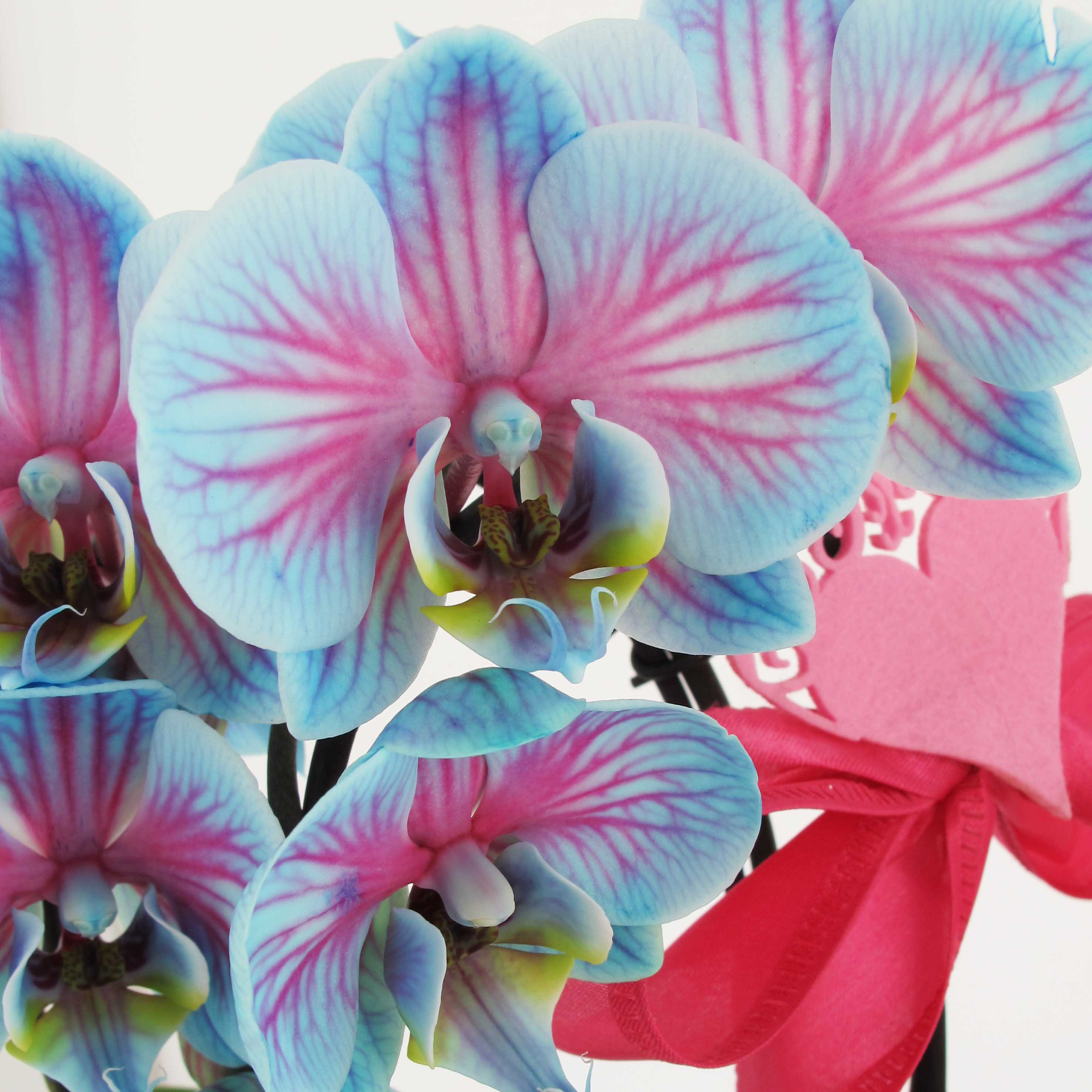 Phalaenopsis Wonder Blue