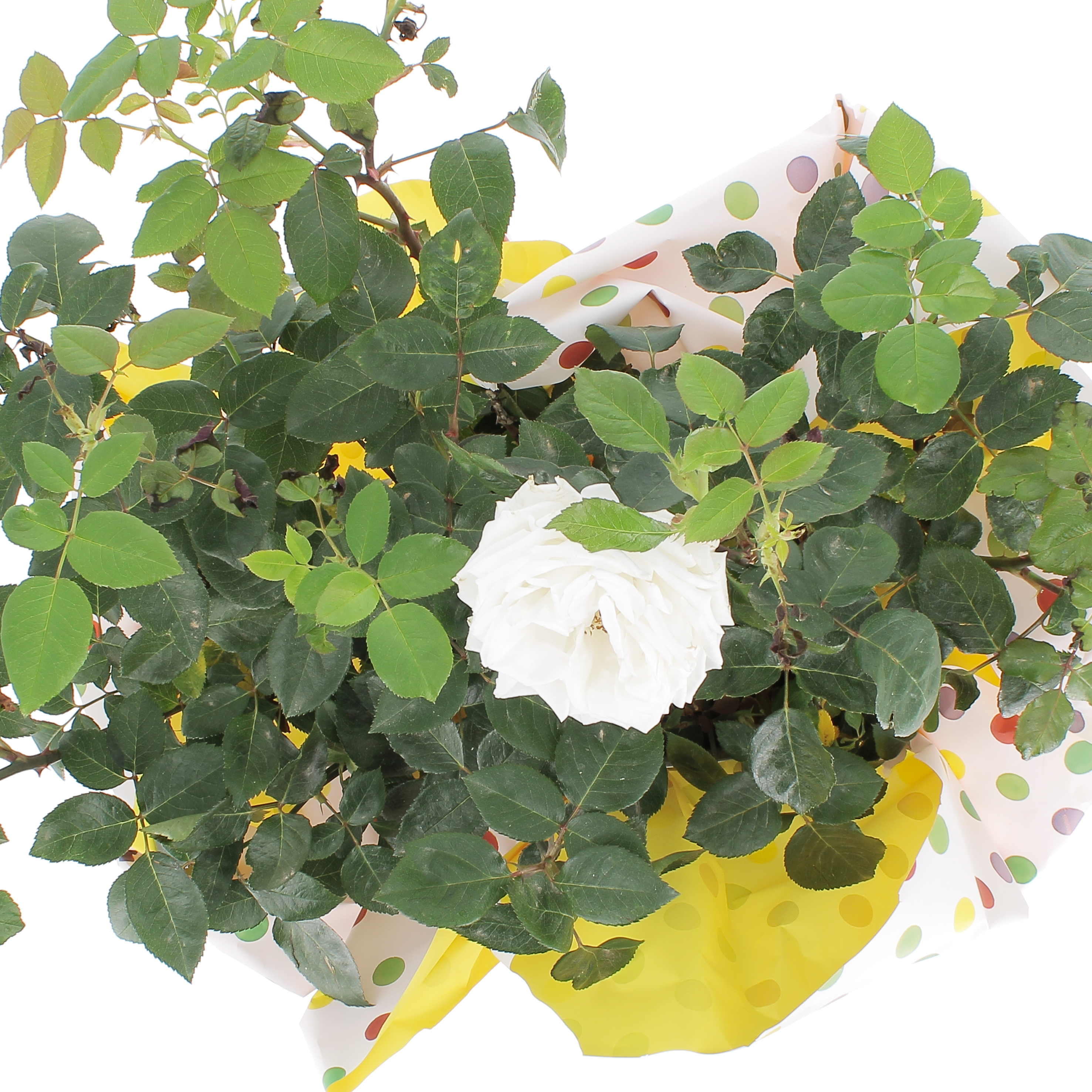 Rosa profumata Bianca