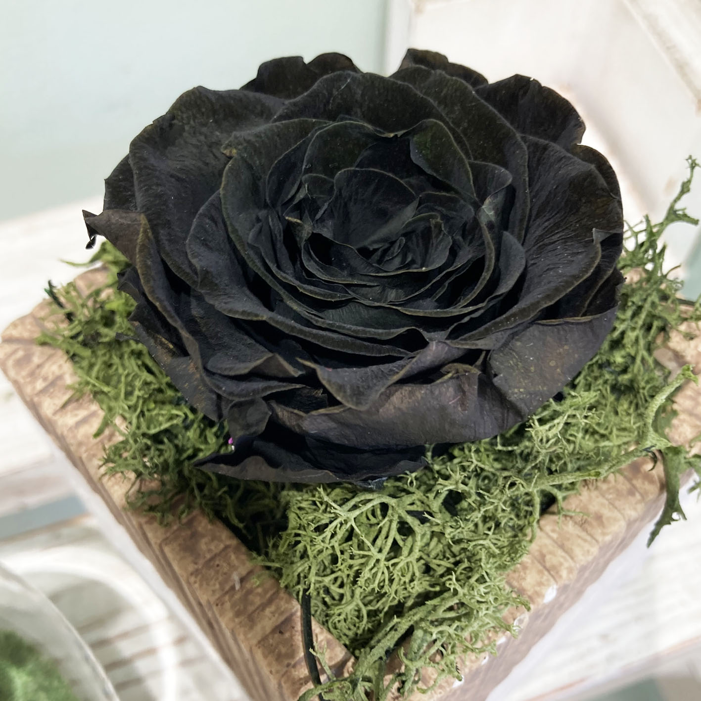 Rose Stabilizzate Nero