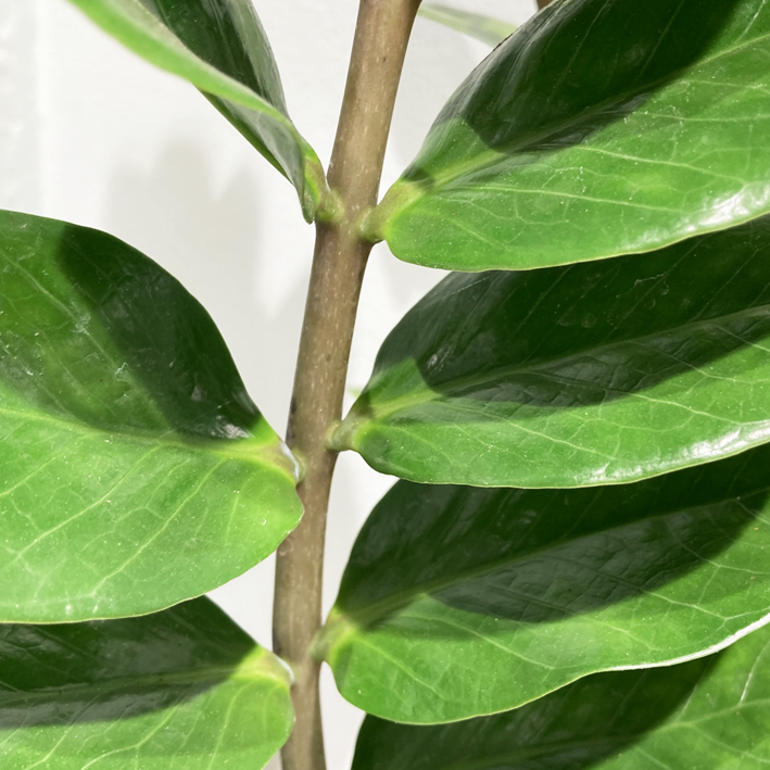 Zamioculcas