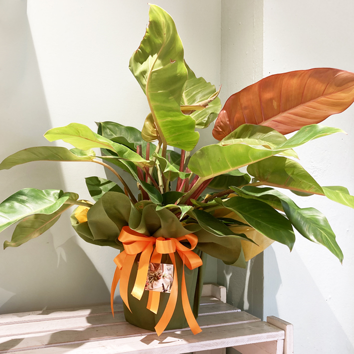 Philodendron Prince of Orange