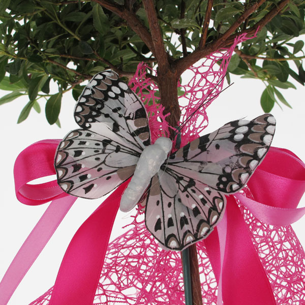 Azalea ad Alberello Fucsia