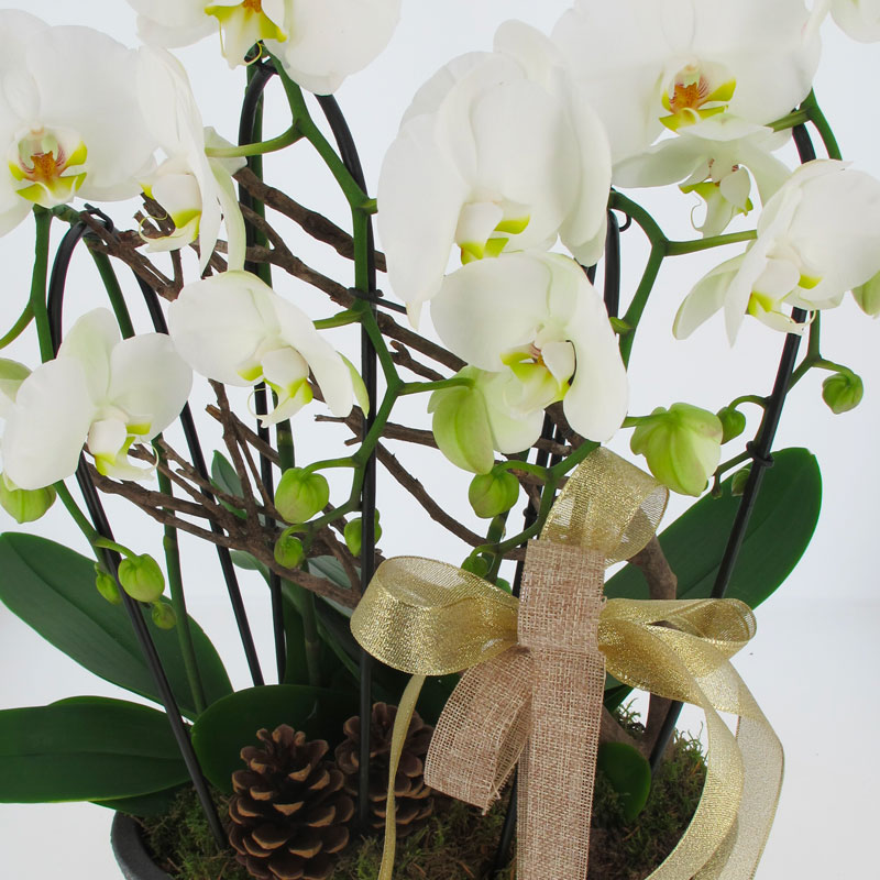 Composizione Phalenopsis arco doppio con vaso