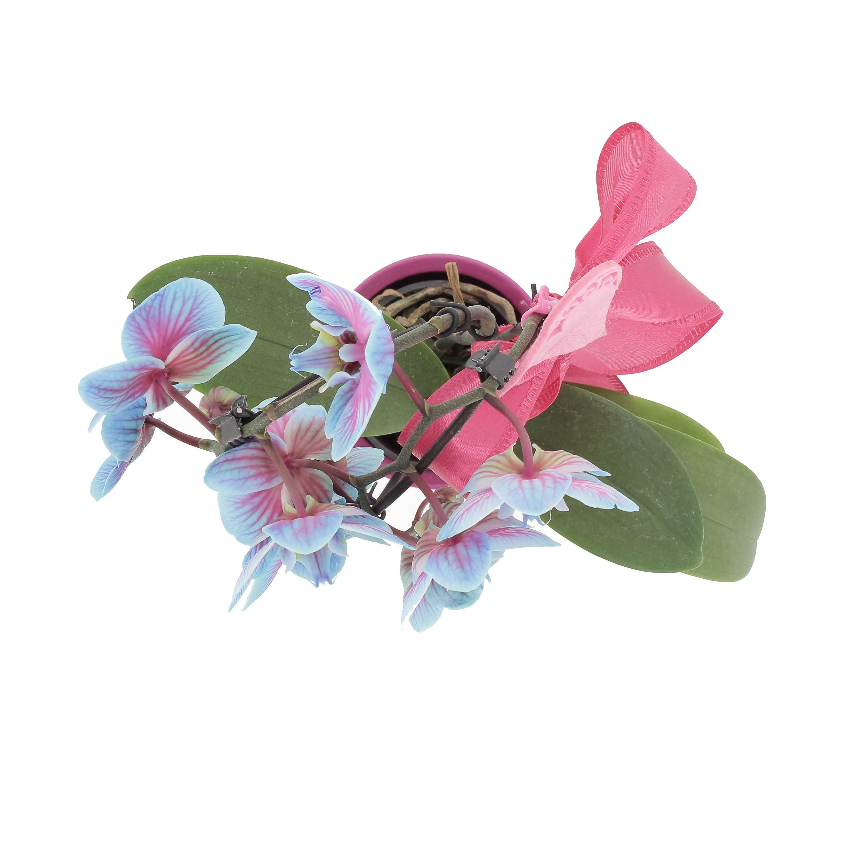 Phalaenopsis Wonder Blue