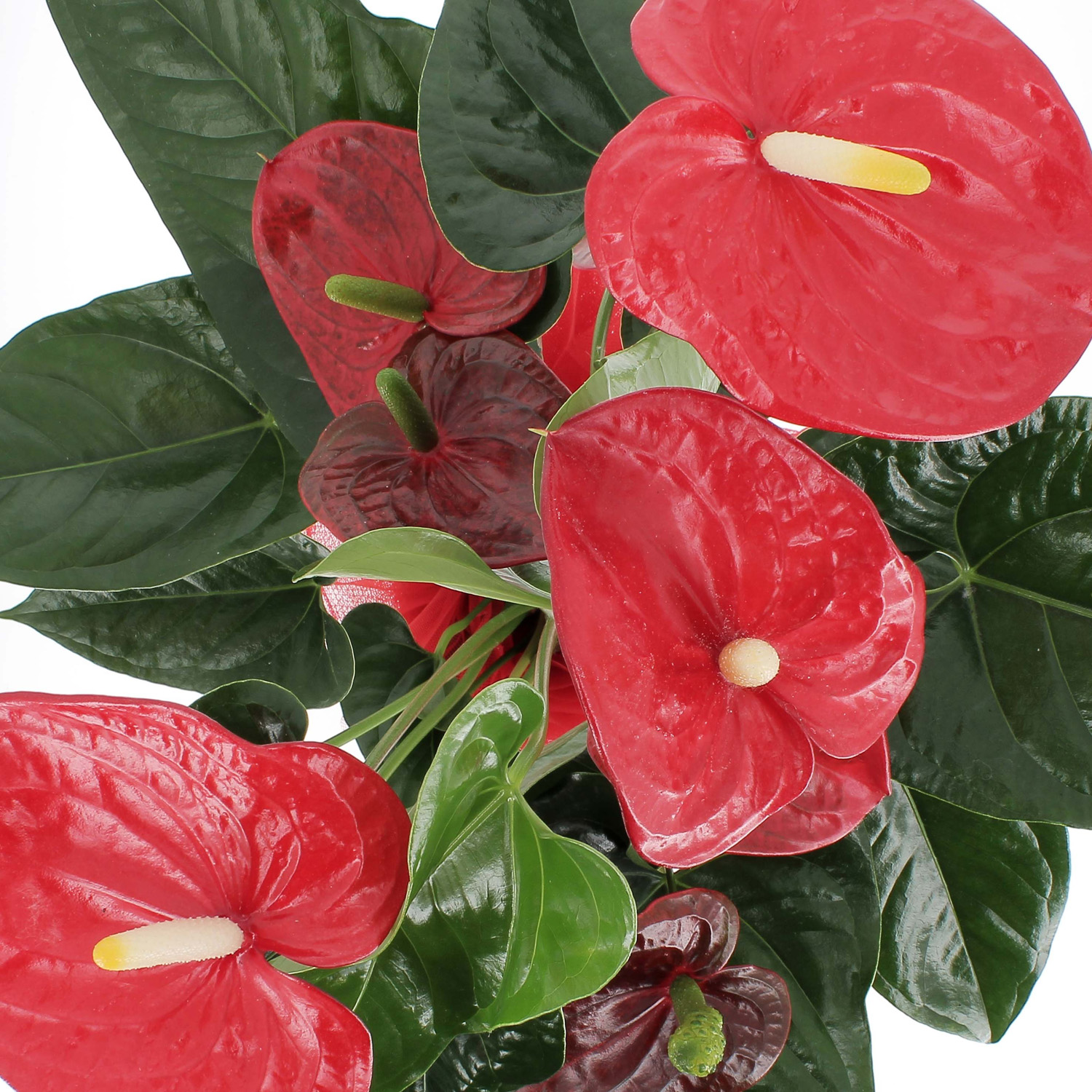 Anthurium con vaso