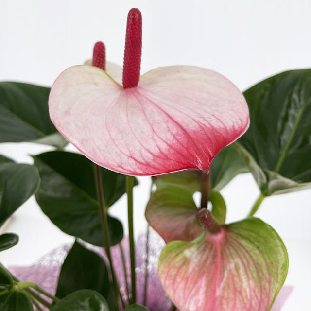 Anthurium rosa confezionato